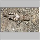 Oedipoda caerulescens - Blauflueglige Oedlandschrecke 05 Teverener Heide.jpg